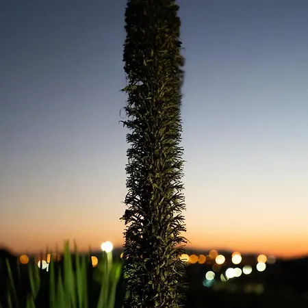 Sunset Dourado